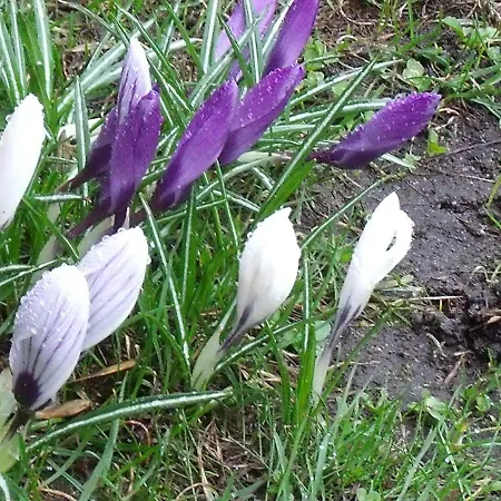 Gesundheitsoase 아파트 부르크